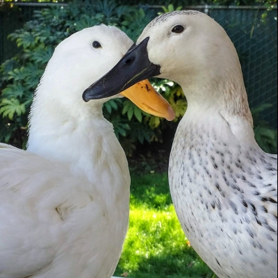 Hi there! We're Misha and Kiwi