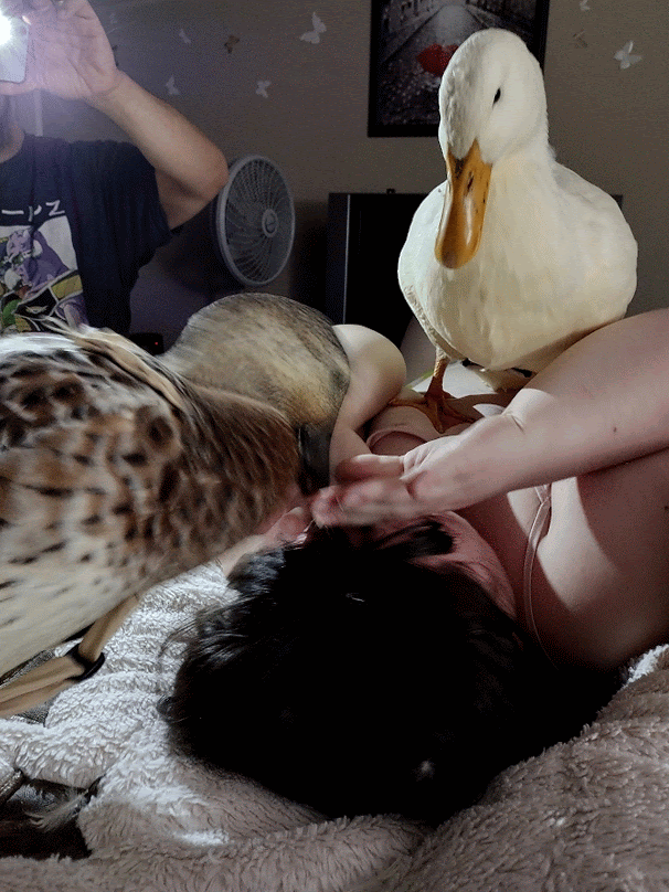 The Ducks Playing With Daniela