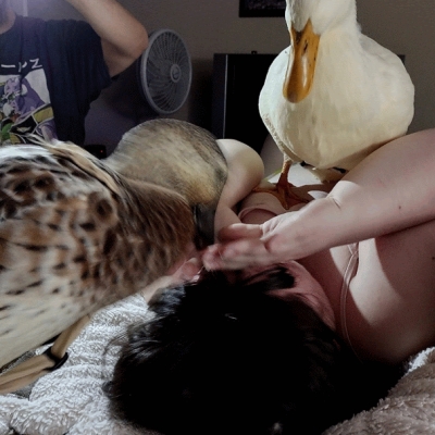 The Ducks Playing With Daniela
