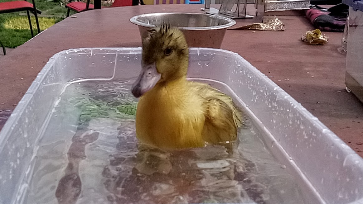 Meet Kiwi Meringue