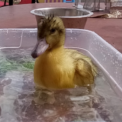 Meet Kiwi Meringue