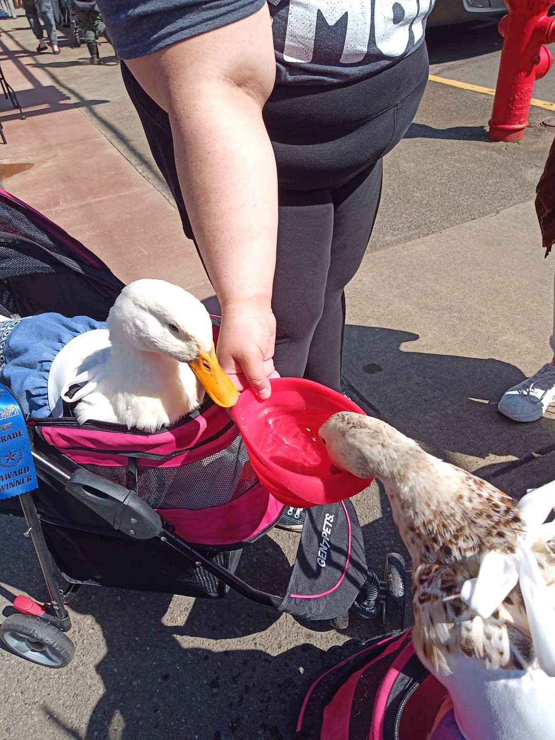 Pet Parade