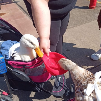 Pet Parade