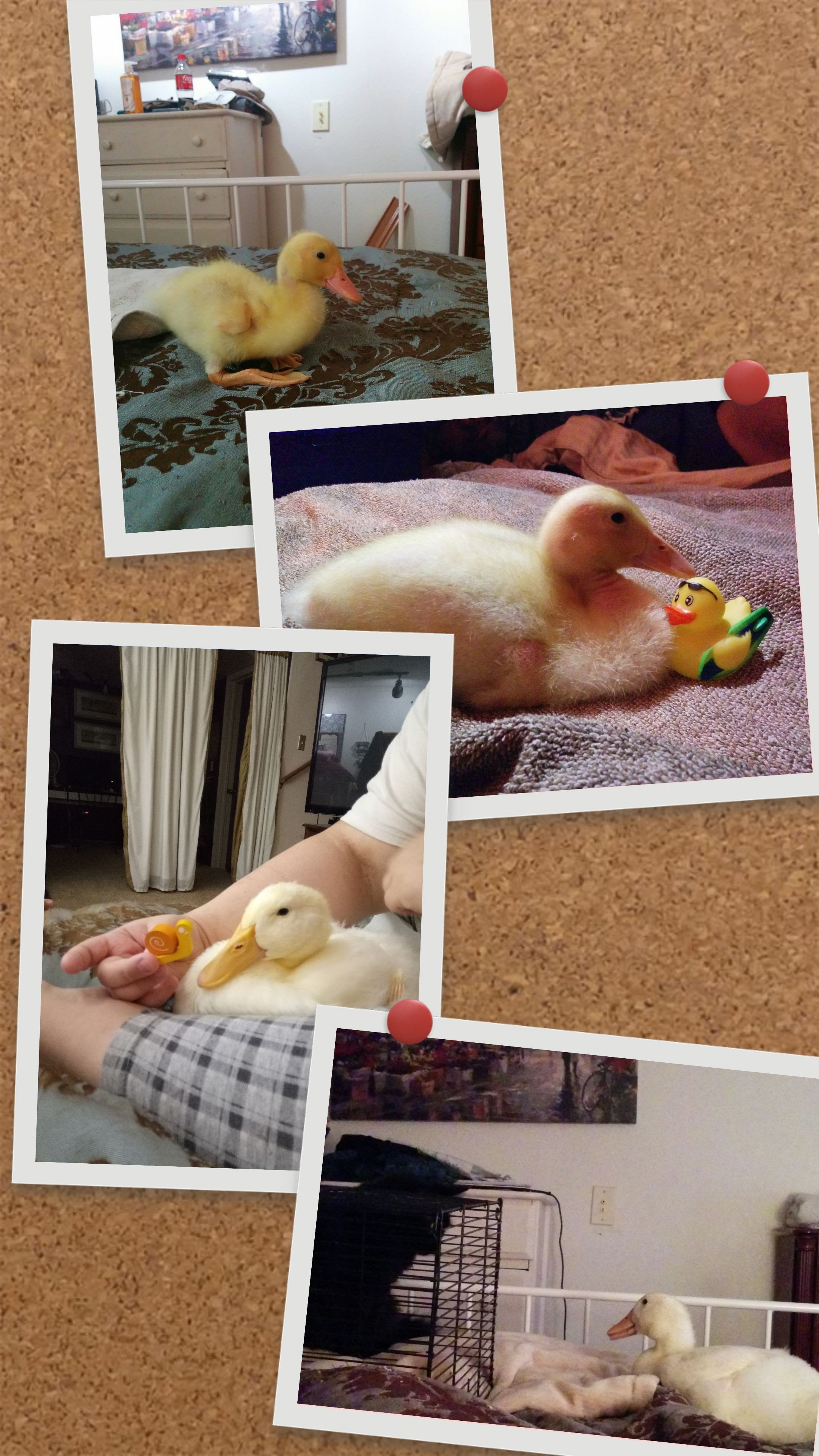 Misha growing up