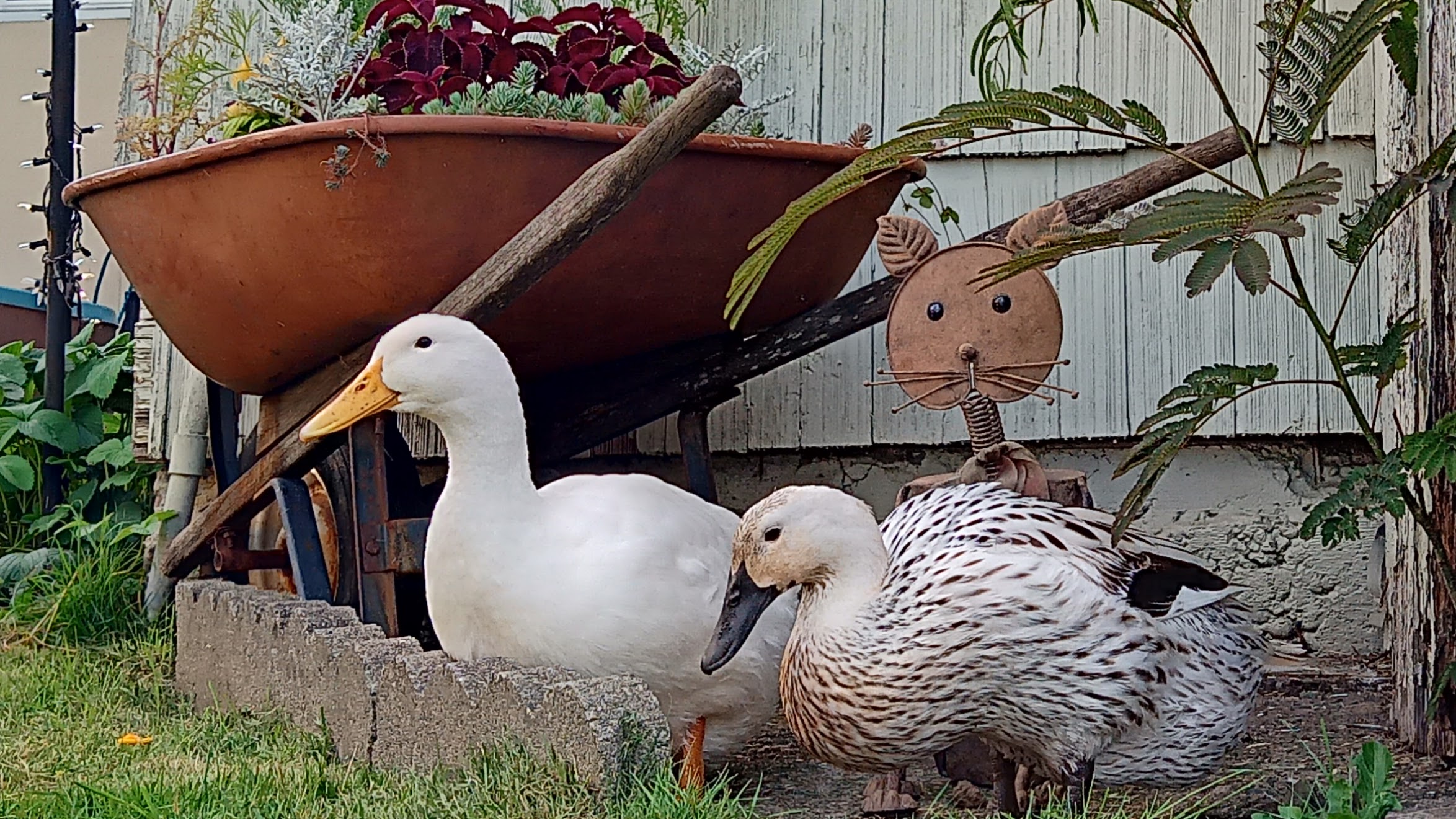Kiwi and Misha hanging out