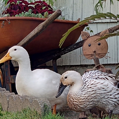 Kiwi and Misha hanging out
