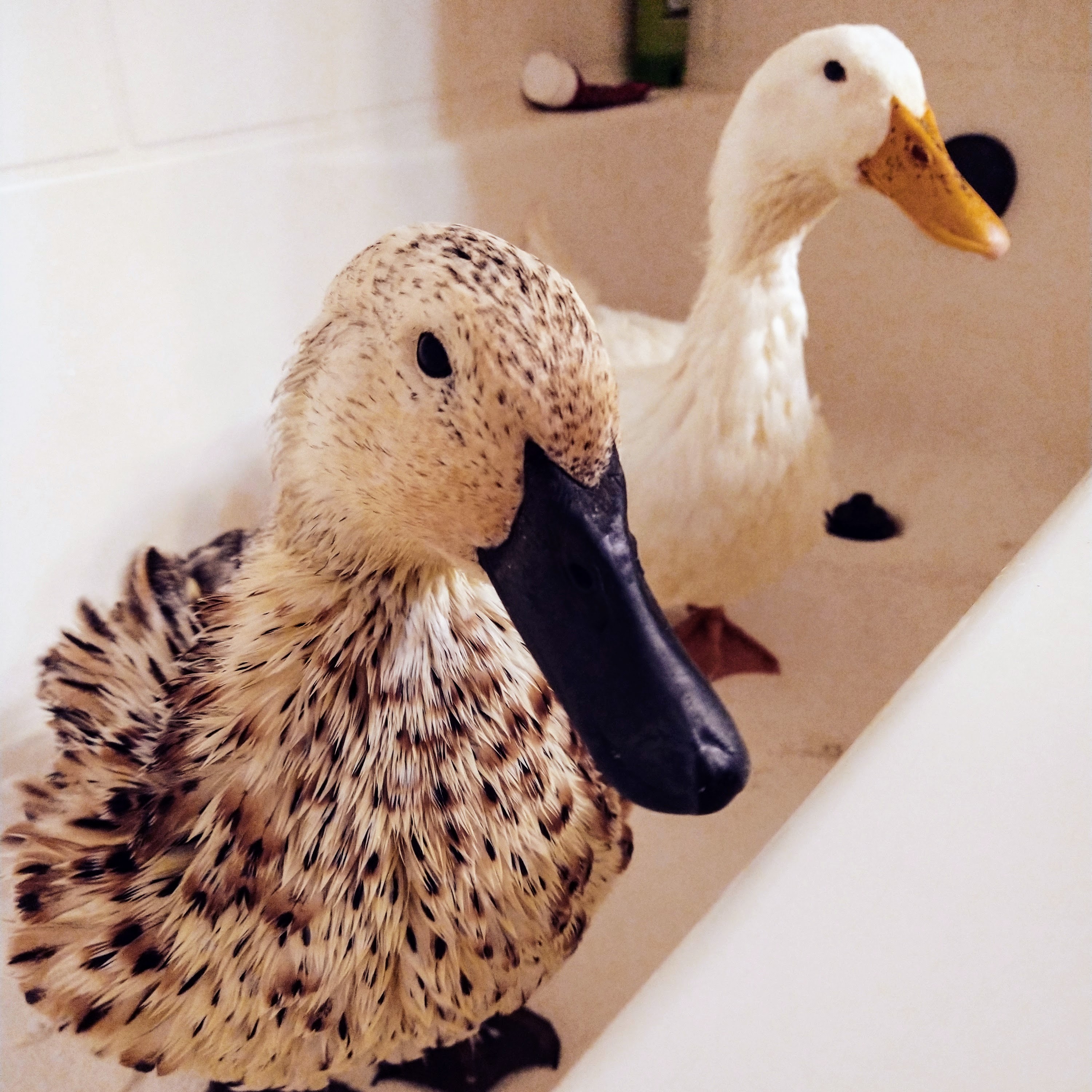Splish Splash