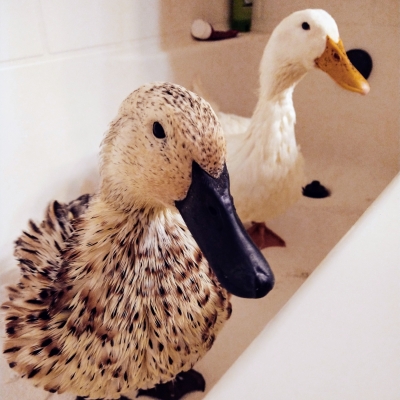 Splish Splash